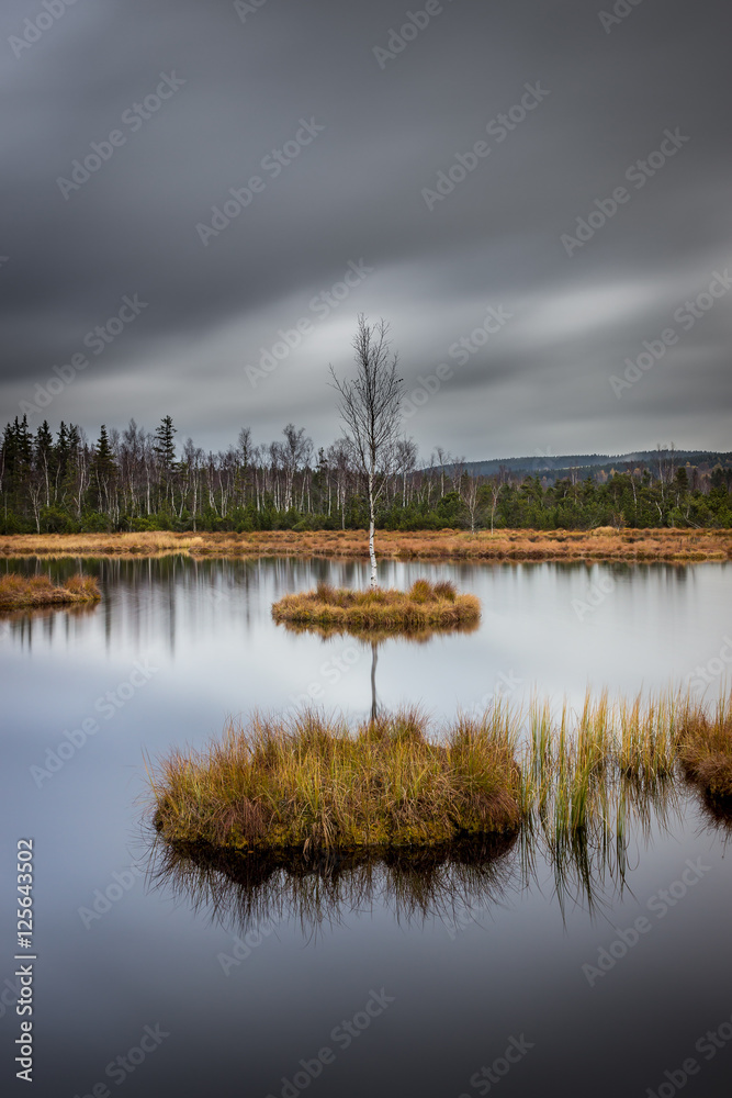 Fototapeta premium Moorland in Šumava