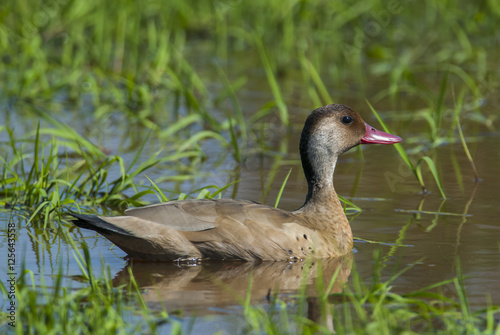 Brazilian Duck ,Amazonetta brasiliensis, Male.Iberà Marshes, Corrientes Province, Argentina