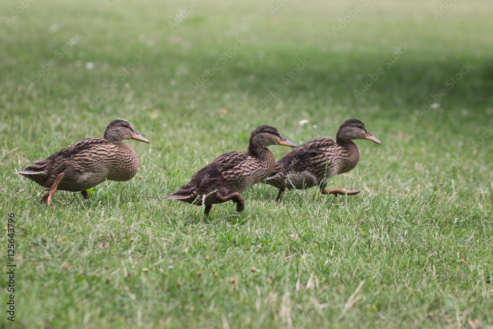 Three little ducks walk cute happy Three little ducks walk cute happy