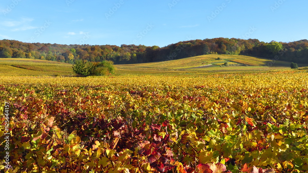 Vignoble champenois en automne (France)
