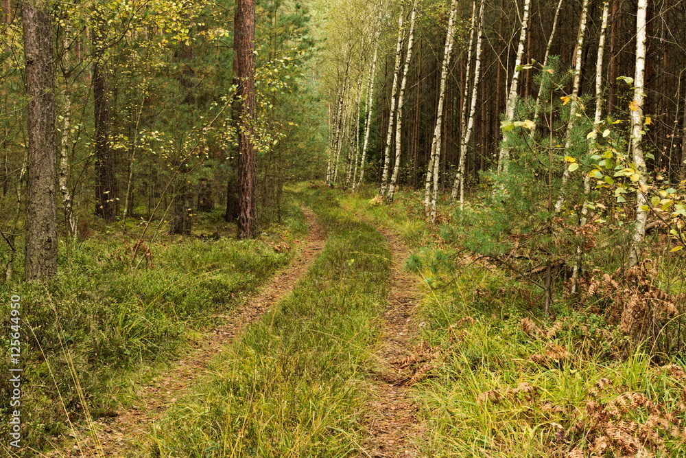 Fototapeta premium Leśna droga.