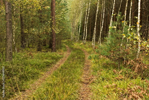 Leśna droga.