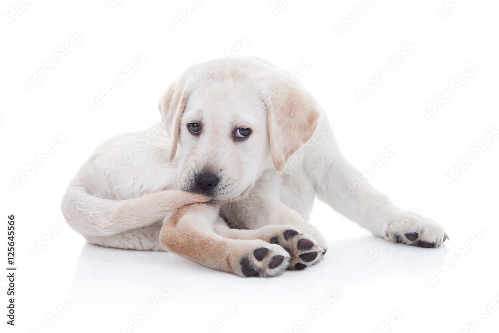 Funny Labrador puppy dog chasing tail and bite in circle Funny Labrador puppy dog chasing tail and bite in circle