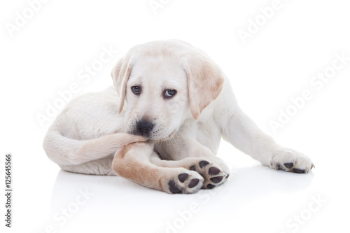 Obraz na plátně Funny Labrador puppy dog chasing tail and bite in circle