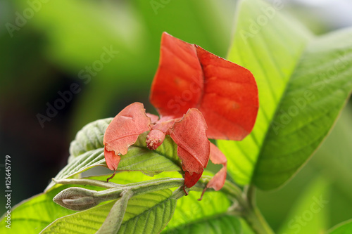 Phyllium insect on a leaf, Indonesia photo