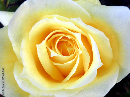 Yellow rose center petal spiral