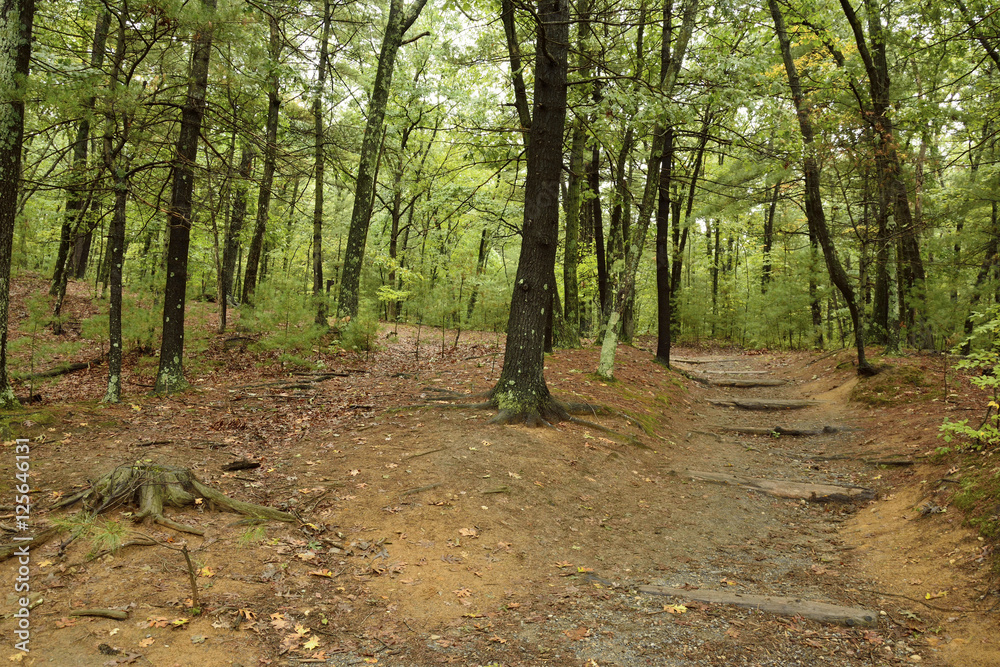 Obraz premium Forest in Walden Woods, Massachusetts, USA.