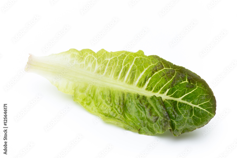 Fresh Lactuca sativa leaf isolated on white background. Fresh Lactuca sativa leaf isolated on white background.