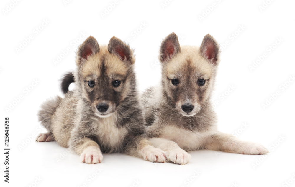 Obraz premium Two dogs.