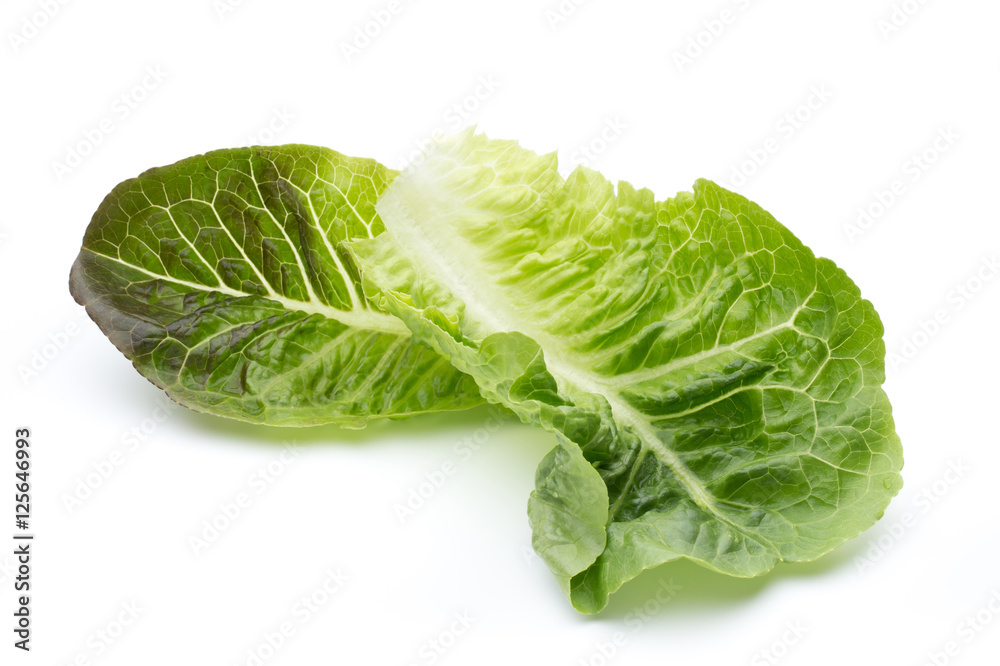 Cos Lettuce on the White Background. Cos Lettuce on the White Background.