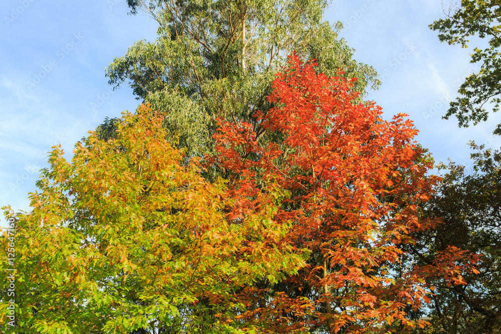 Beautiful orange and red autumn forest