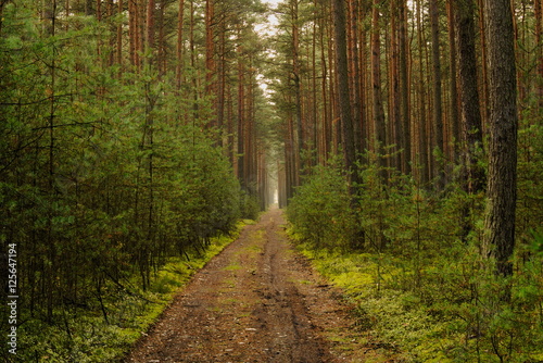Fototapeta Naklejka Na Ścianę i Meble -  Las jesienią.