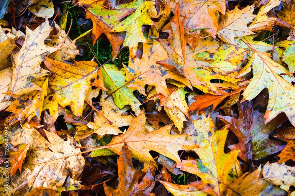 Pile of fresh autumn fall leaves changing colour on ground
Pile of fresh autumn fall leaves changing colour on ground