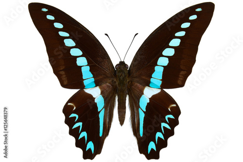 Canvas Print Milon Swallowtail butterfly (Graphium anthedon milon) from Malaysian Borneo isol