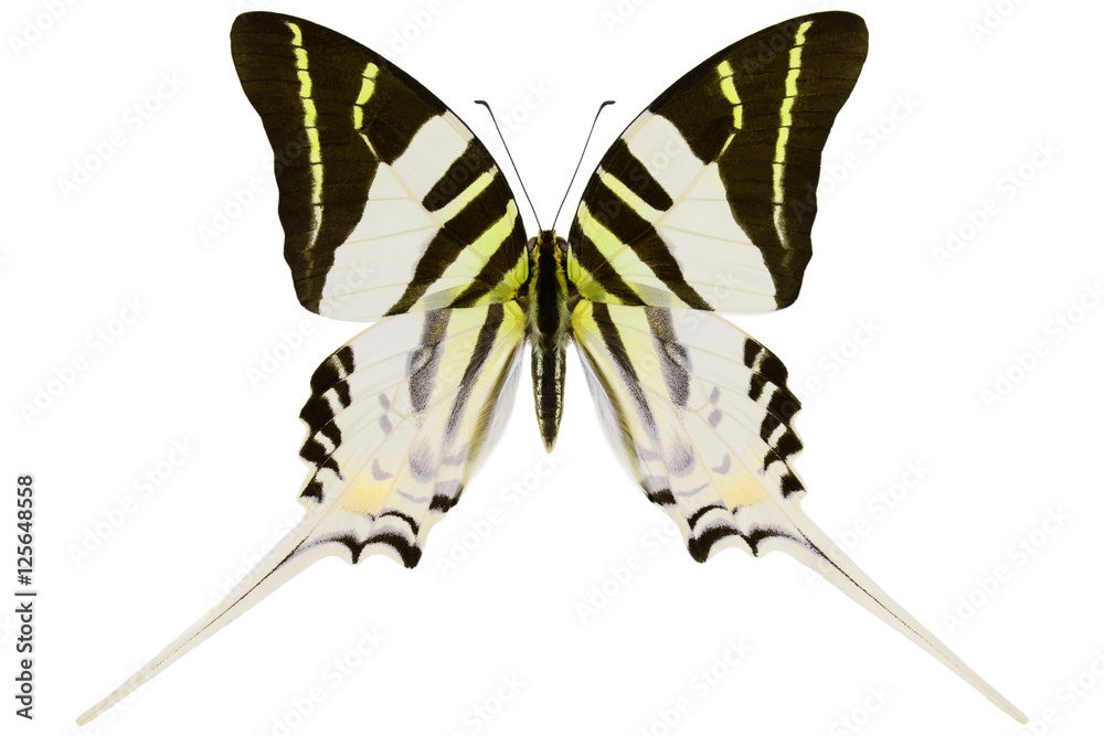 Obraz premium Androcles Swallowtail, the rare tropical butterfly (Graphium androcles) from Indonesian island Sulawesi isolated on white background