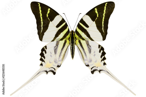 Androcles Swallowtail, the rare tropical butterfly (Graphium androcles) from Indonesian island Sulawesi isolated on white background
