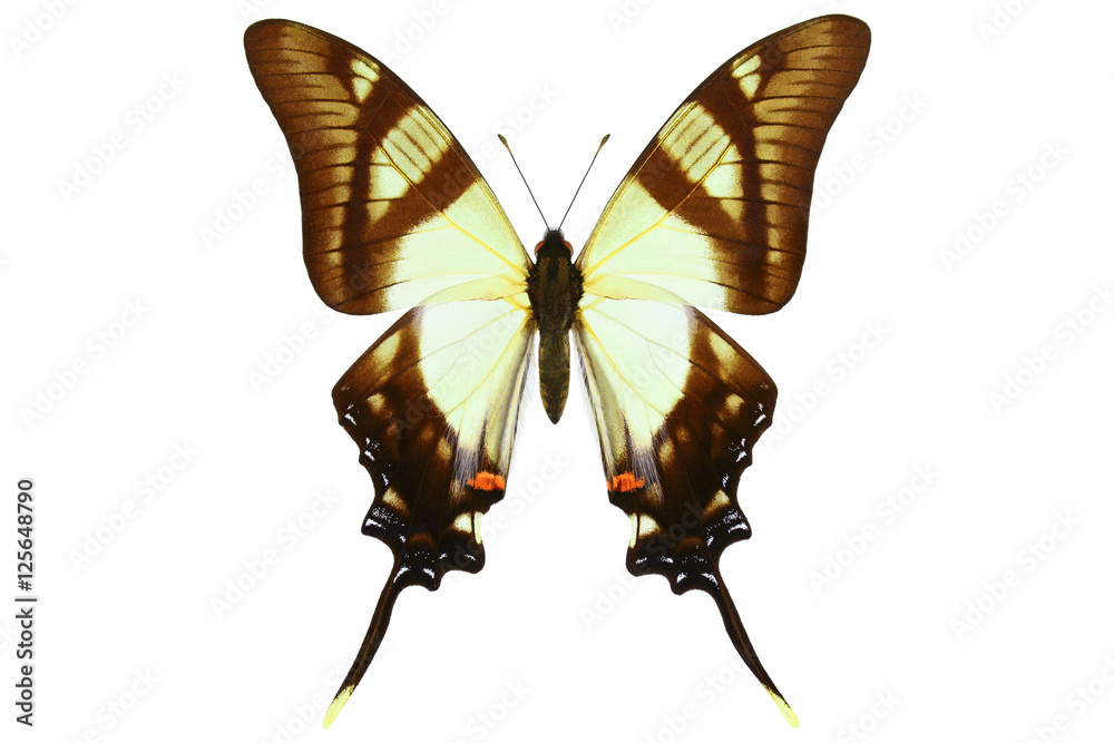 Fototapeta premium Kolumbijczyk Palinurus, tropikalny motyl (Eurytides serville) z Kolumbii na białym tle