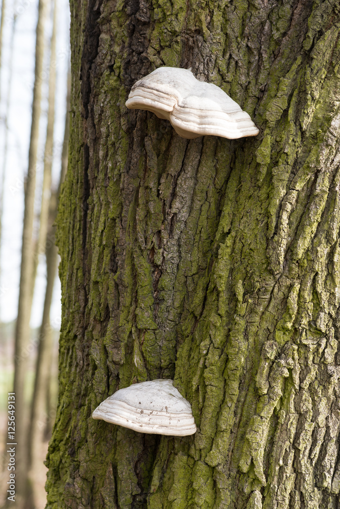 Fototapeta premium The fungus parasite on a tree