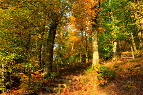 Autumn forest and trees with colorful leafs.