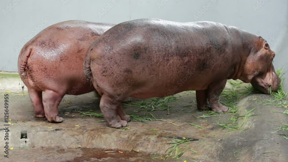 Hippopotamus eating grasses in the cage Hippopotamus eating grasses in the cage