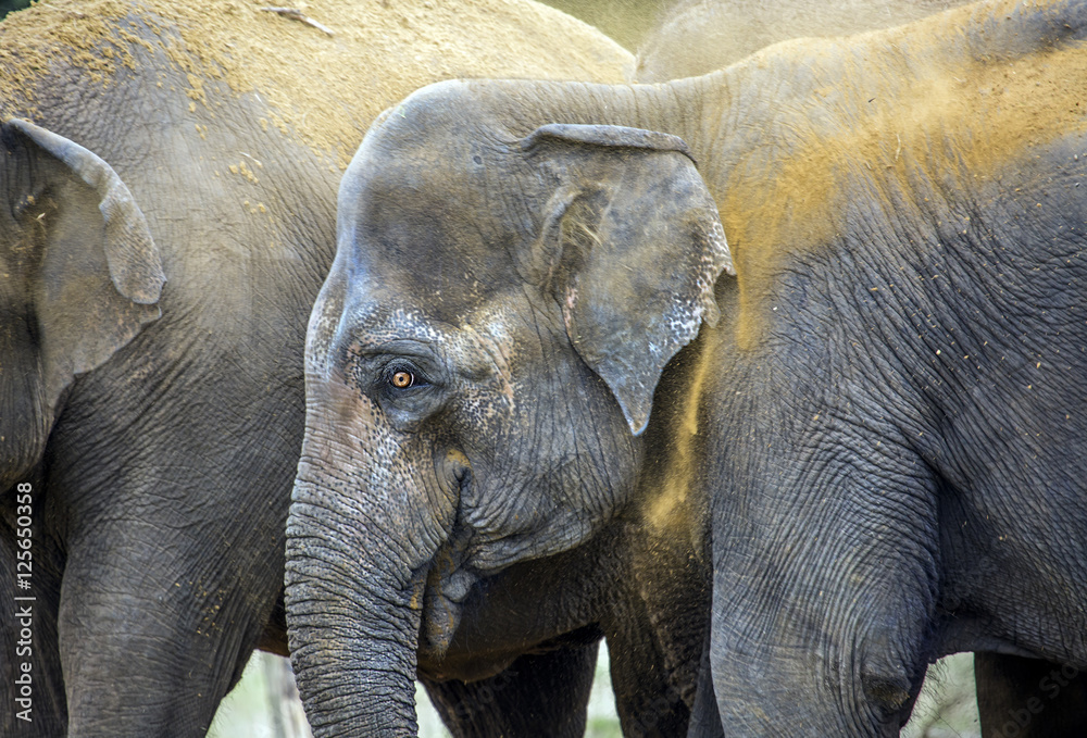 Fototapeta premium Elephants 