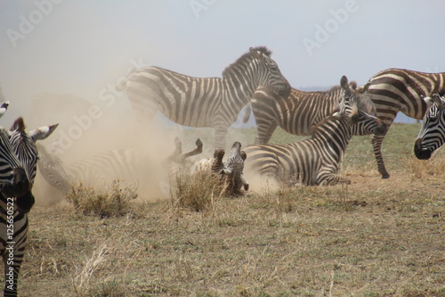 Fototapeta Naklejka Na Ścianę i Meble -  Zebra playing