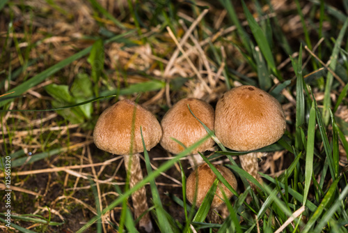 Funghi in giardino