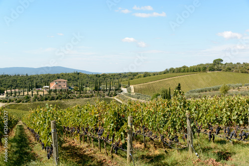 Weinernte auf Weingut in der Toskana im Chiantigebiet photo