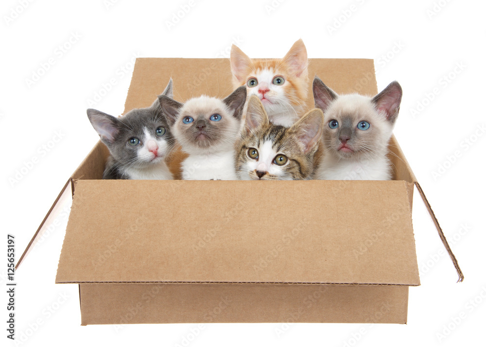 Kitten box cheap