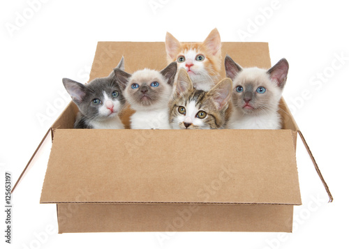 Obraz na plátne Five assorted kittens in a brown box looking up, isolated on a white background