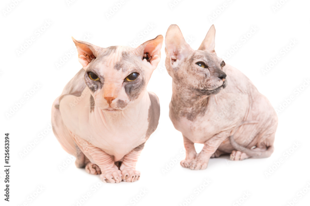 Two sitting purebred sphinx cats