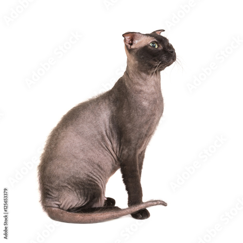 Black purebred sphinx cat