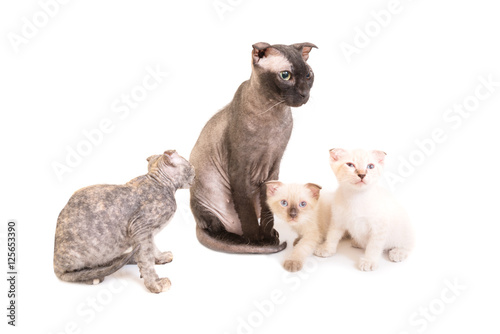 Black purebred sphinx cat with three kittens