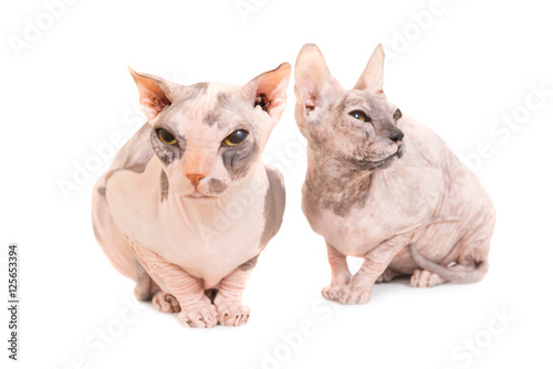 Two sitting purebred sphinx cats © Pavlo Vakhrushev