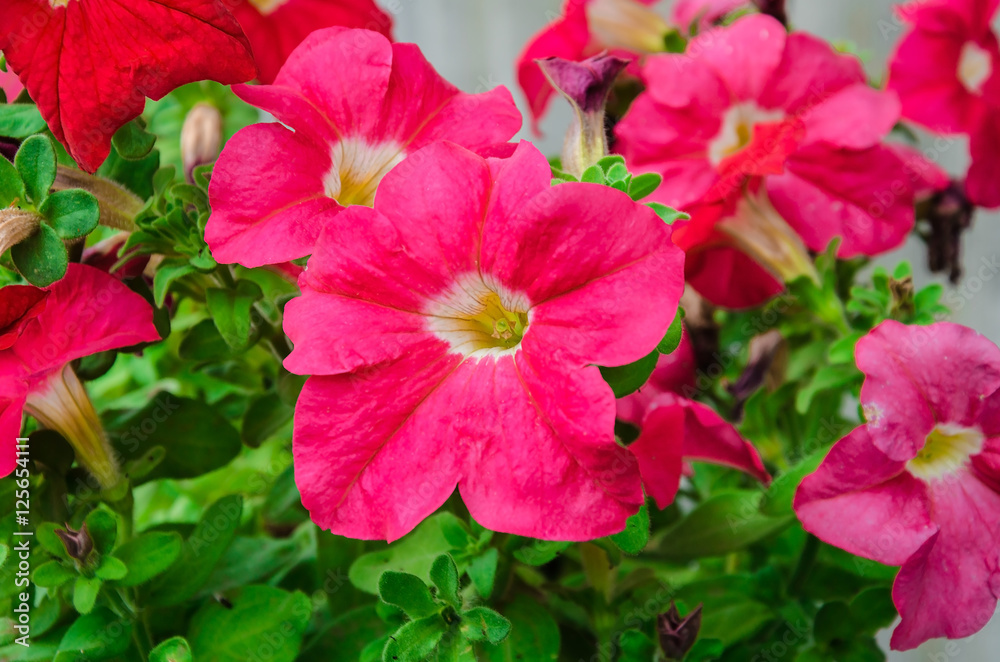 red flower petunia