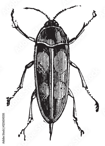 Tumbling Flower Beetle or Pintail Beetle or Mordella spp. photo