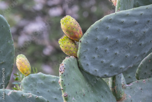 Cactus Plant with Prickly Pears