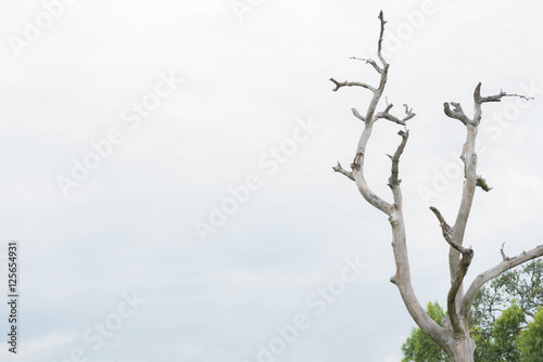 Dead tree with sky background.