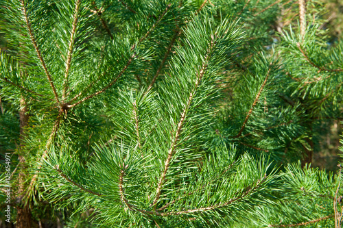 Image of Christmas Tree Needles