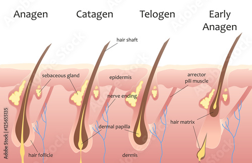 Human head hair growth cycle. Biological catagen, telogen phases. Hair infographics.