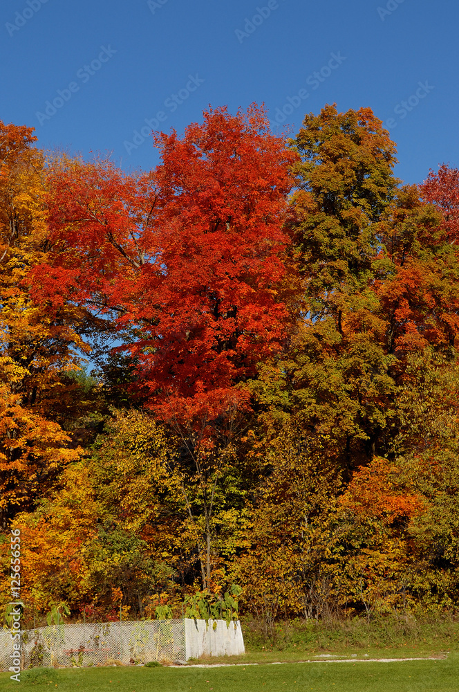 Gorgeous colorful autumn trees.