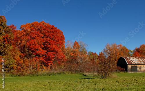 Gorgeous autumn trees under blue sky.