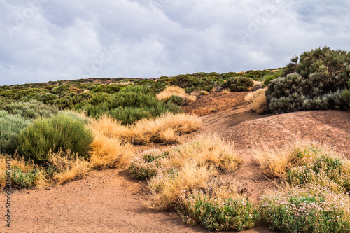Volcanic landscape with sparse vegetation, Teide National park, Tenerife, Spain photo