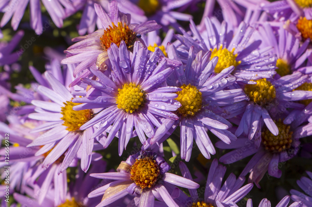 Obraz premium The Flowers, chrysanthemum flowers wallpaper background.
