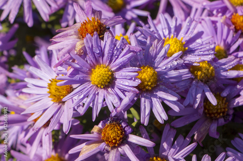 The Flowers  chrysanthemum flowers wallpaper background.