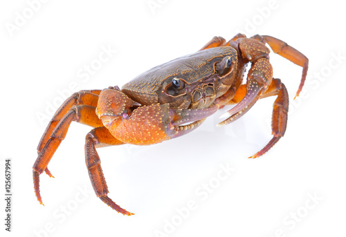 crab on white background