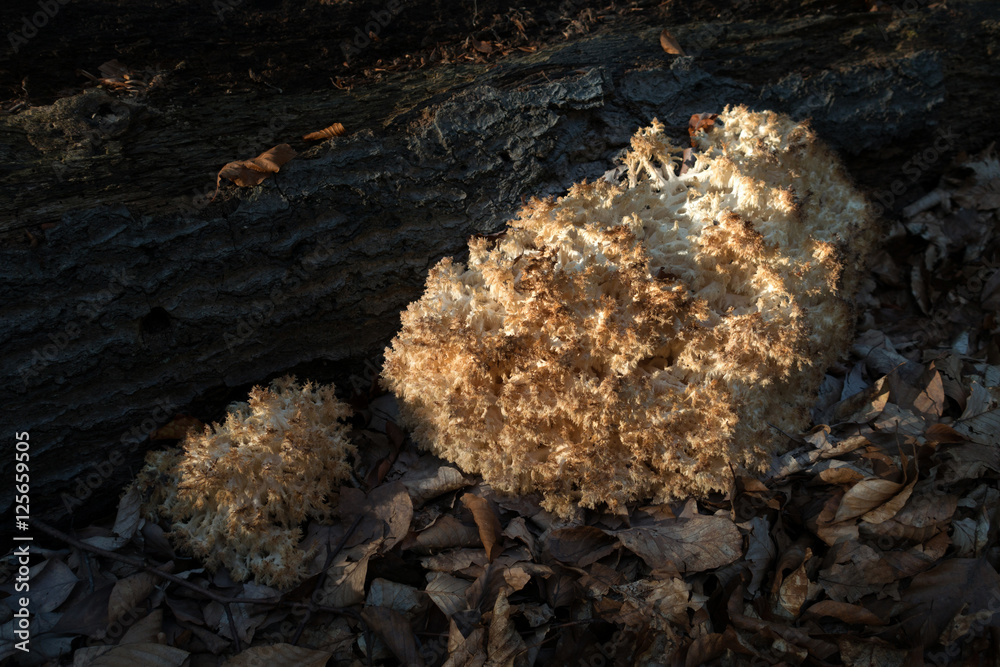 Ästiger Stachelbart (Hericium ramosum), seltener Pilz
auf einem Buchenstamm Ästiger Stachelbart (Hericium ramosum), seltener Pilz
auf einem Buchenstamm