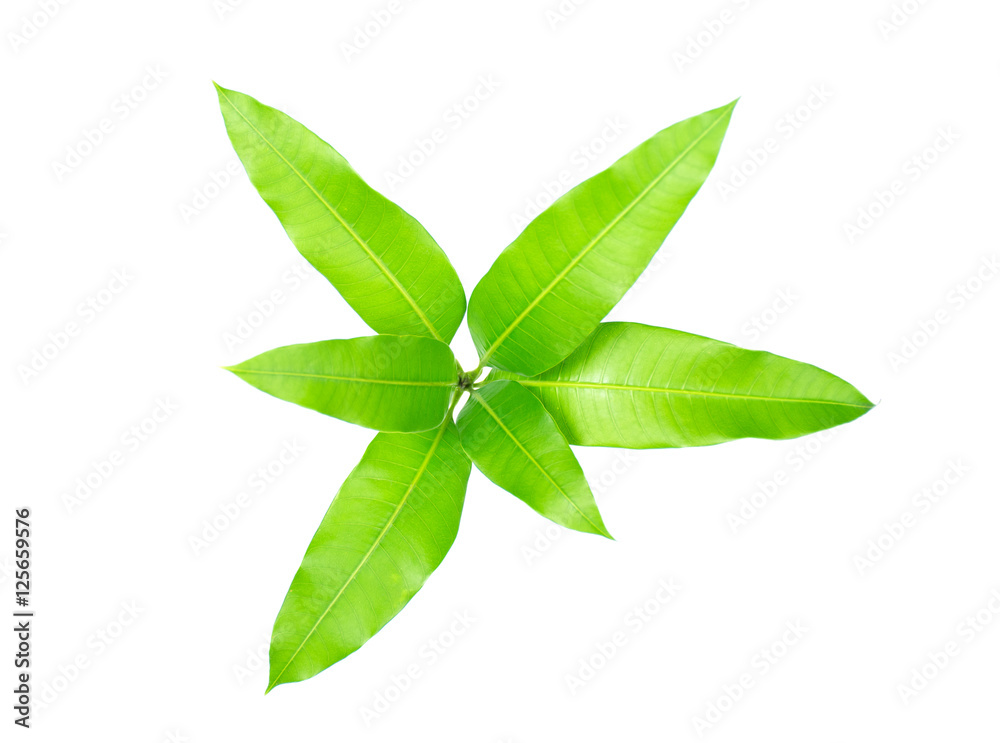 Mango leaf on white background Mango leaf on white background