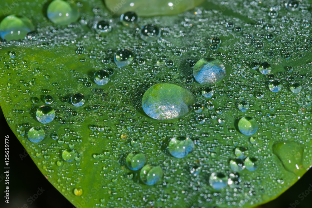 Macro water beads on Elephant Ear leaf. Macro water beads on Elephant Ear leaf.