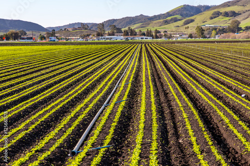 Freshly Planted Green Winter Crops in Vanishing Rows, Central Coast, San Luis Obispo California